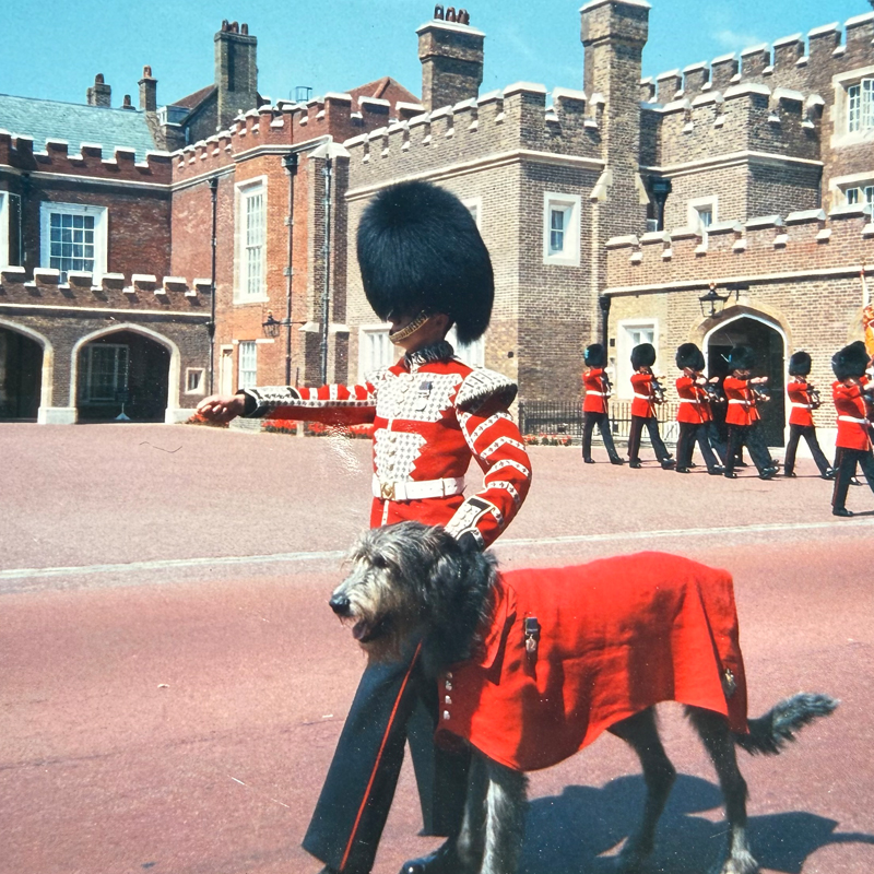 A guard and regimental dog during the changing of the guard near Buckingham Palace.